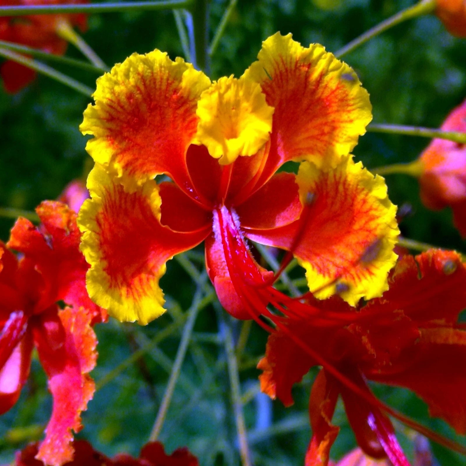 MEXICAN RED BIRD of PARADISE SEEDS (Caesalpinia  Pulcherrima) DWARF POINCIANA Flower Shrub