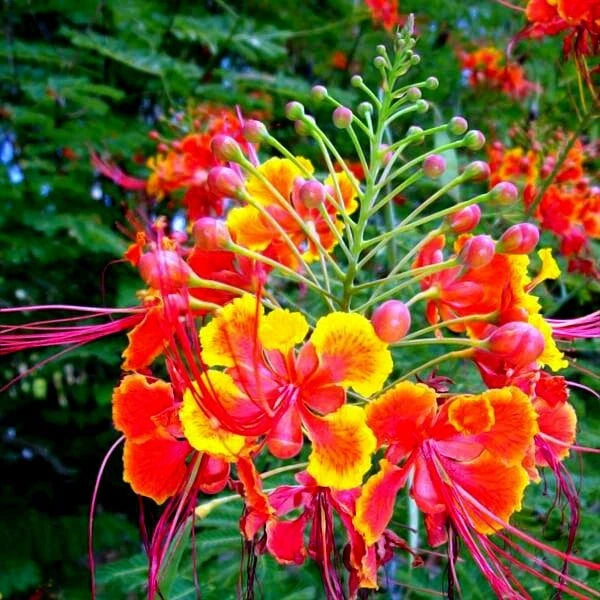 MEXICAN RED BIRD of PARADISE SEEDS (Caesalpinia  Pulcherrima) DWARF POINCIANA Flower Shrub