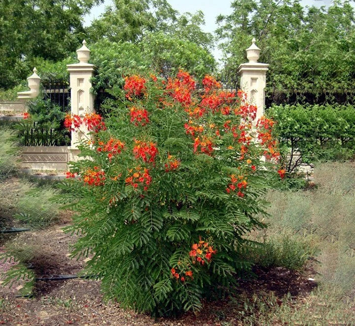 MEXICAN RED BIRD of PARADISE SEEDS (Caesalpinia  Pulcherrima) DWARF POINCIANA Flower Shrub