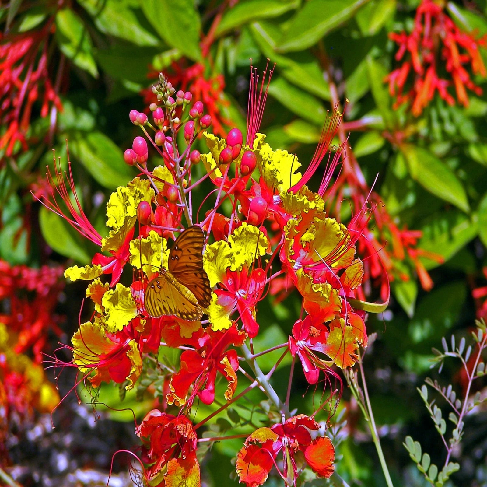 MEXICAN RED BIRD of PARADISE SEEDS (Caesalpinia  Pulcherrima) DWARF POINCIANA Flower Shrub