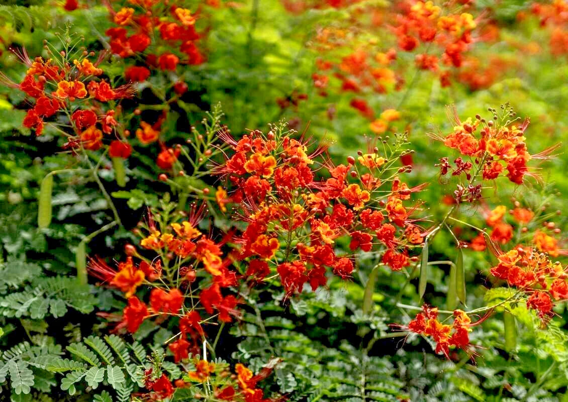 MEXICAN RED BIRD of PARADISE SEEDS (Caesalpinia  Pulcherrima) DWARF POINCIANA Flower Shrub