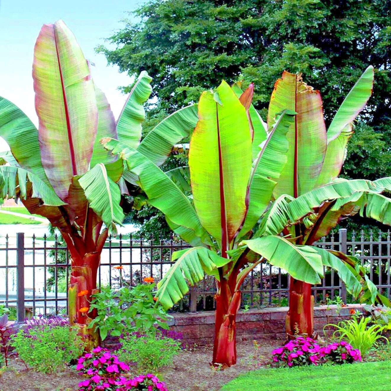 Tropical Red Abyssinian (Ensete ventricosum) banana tree plants with large green leaves and red stalks in a garden setting.