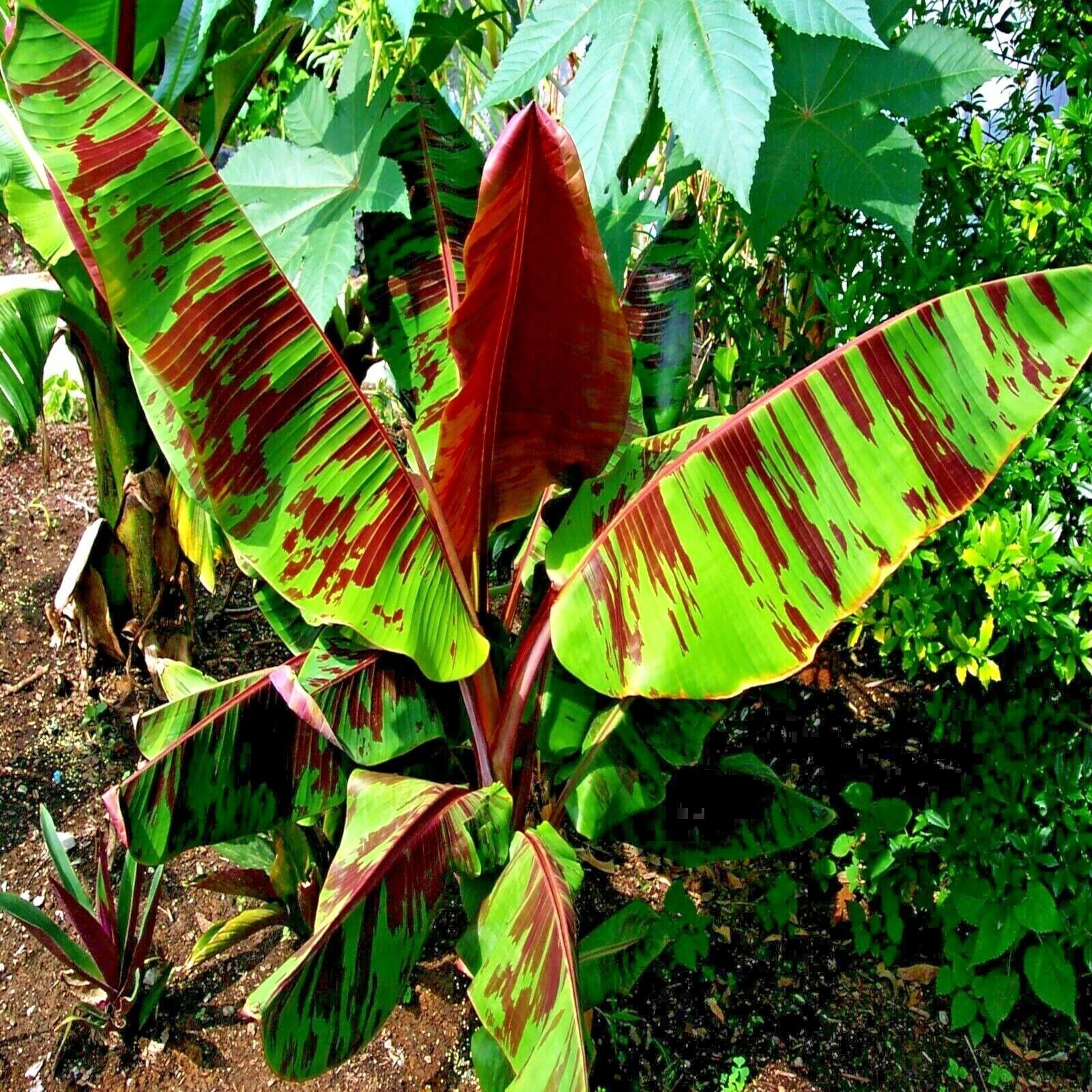 Tropical Red Tiger banana tree plant  (Musa sikkimensis) with large green and red leaves in a garden setting