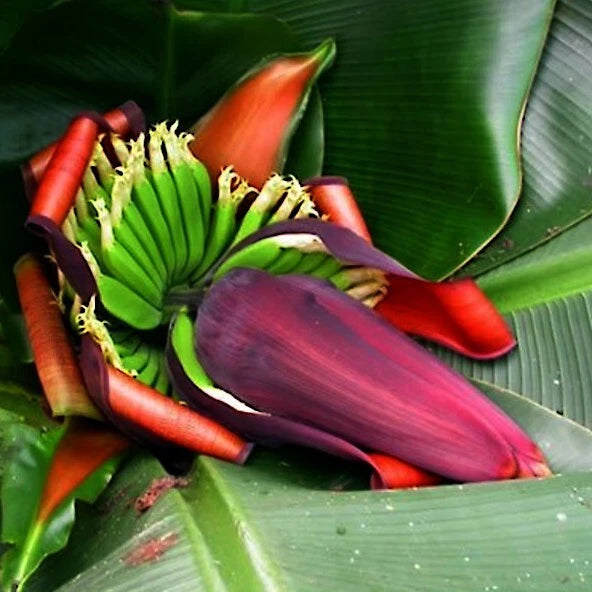 Close-up of a Red Tiger banana tree plant with red and purple flowers and green leaves.