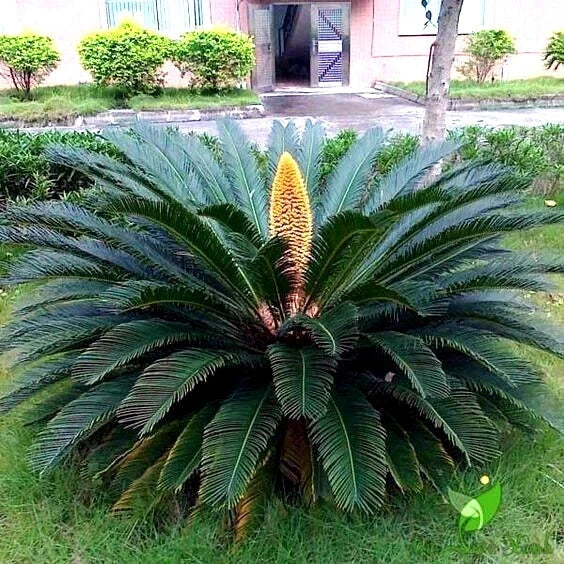 King Sago Palm Seeds (Cycas Revoluta) Rare Tropical Prehistoric Cycad Hardy-8