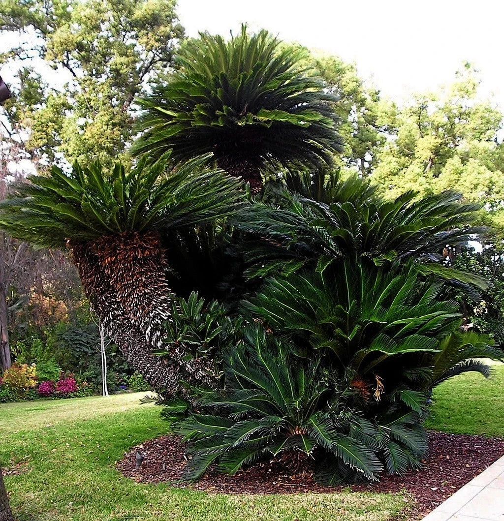 King Sago Palm Seeds (Cycas Revoluta) Rare Tropical Prehistoric Cycad Hardy-8