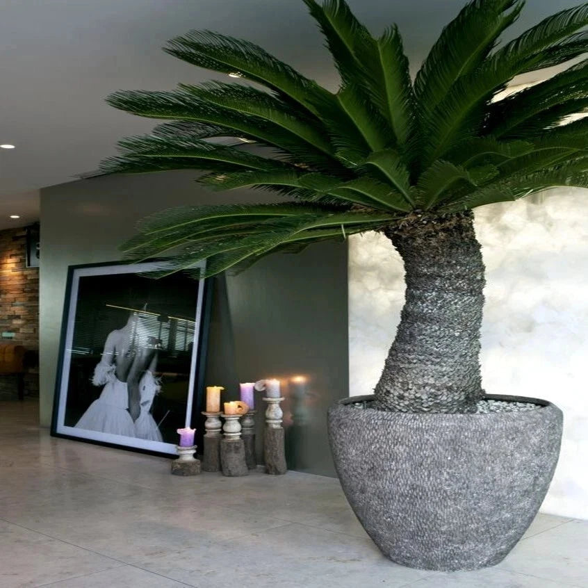 King Sago Palm Seeds (Cycas Revoluta) Rare Tropical Prehistoric Cycad Hardy-8