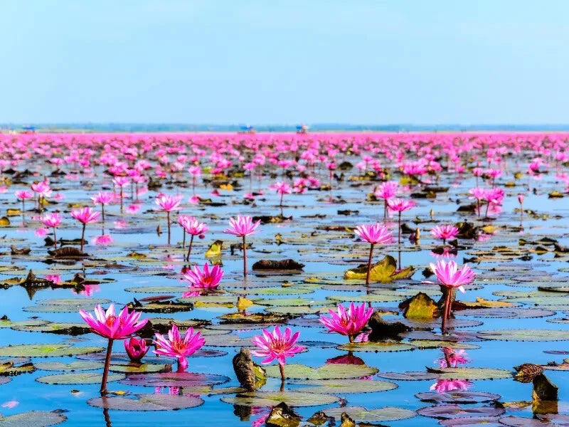 Massive field of pink sacred lotus flowers on a clear blue sky background