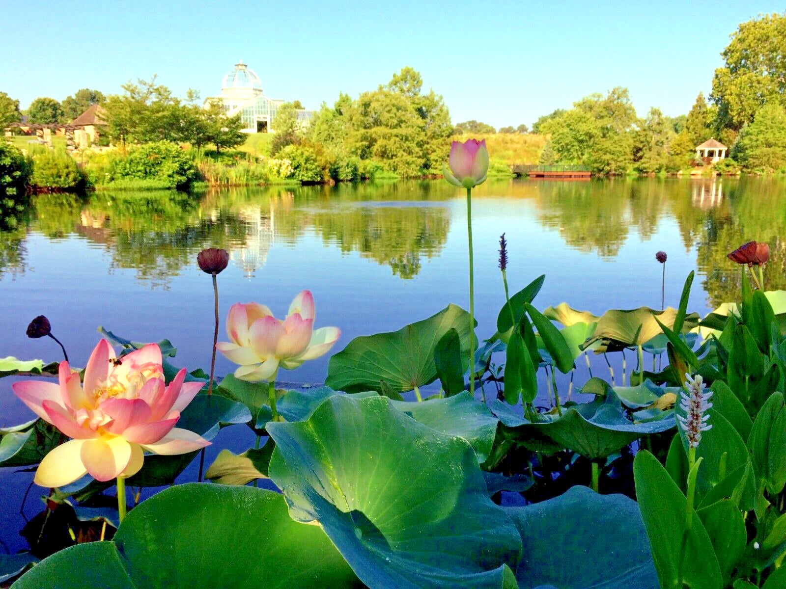 Lily pads and sacred lotus flowers on a pond with trees and buildings in the background