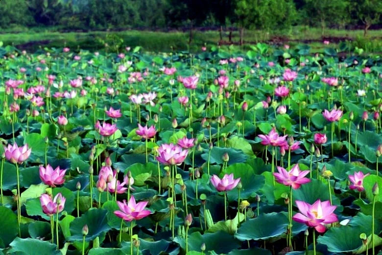 Field of pink lotus flowers with green leaves