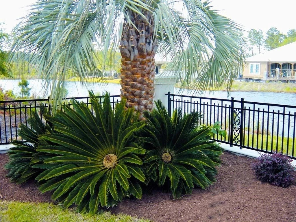King Sago Palm Seeds (Cycas Revoluta) Rare Tropical Prehistoric Cycad Hardy-8