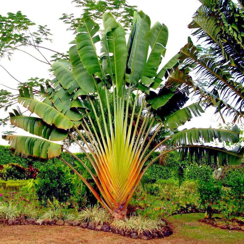 Large tropical Traveler's Palm tree plant with fan-shaped leaves in a garden setting