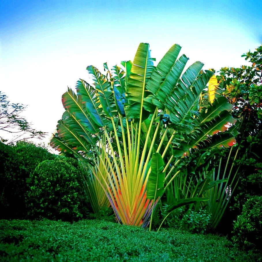 Tropical Traveler's Palm tree plant (Ravenala madagascariensis) with large green leaves in a garden setting