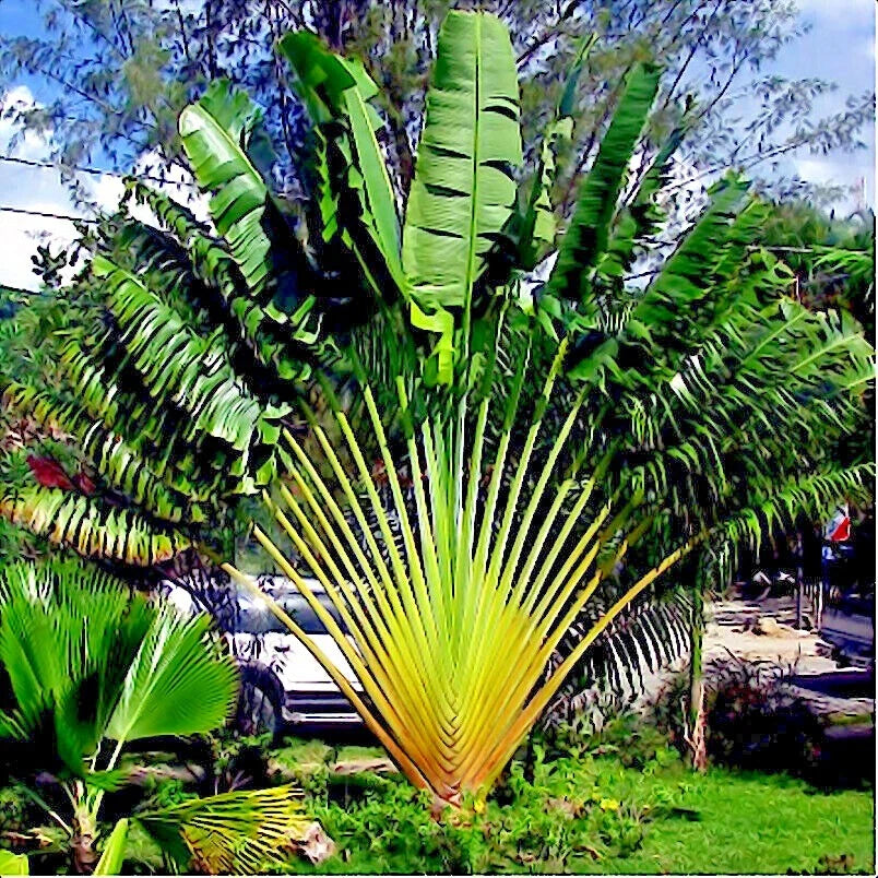 Large tropical Traveler's Palm tree plant with green leaves in a garden setting