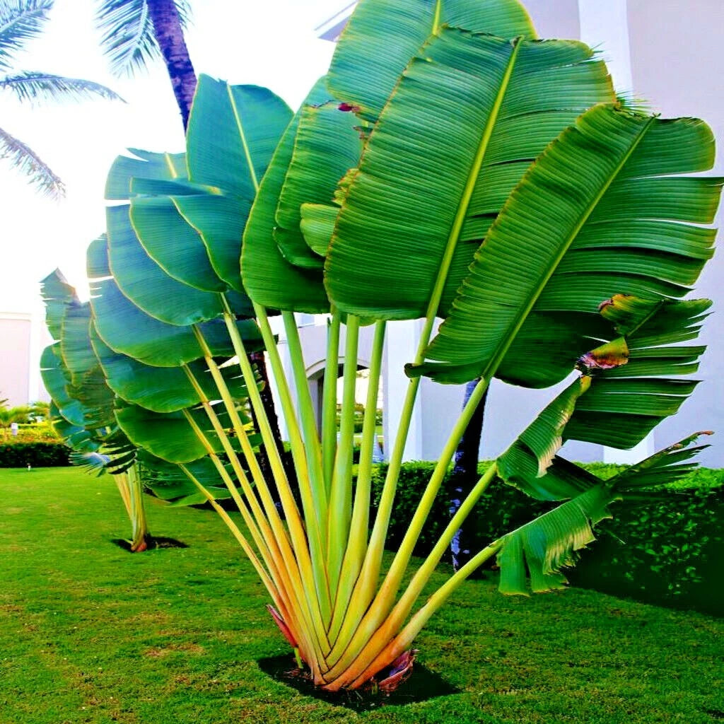 Traveler's Palm tree Tropical plant with large green leaves on a grassy background