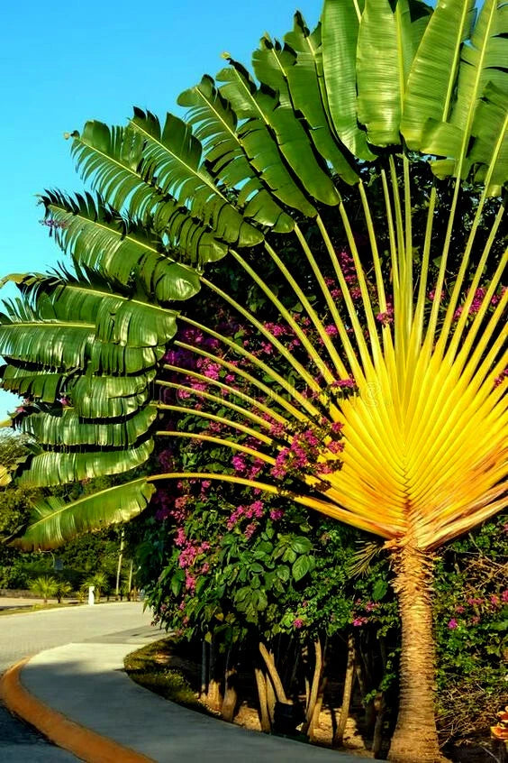 Travelers Palm tree with large green leaves and a clear blue sky