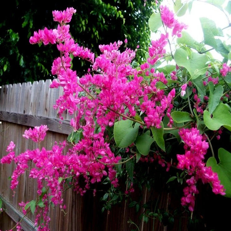Coral Vine Seeds – Antigonon leptopus, “Mexican Love Vine,” Pink Creeper Flower