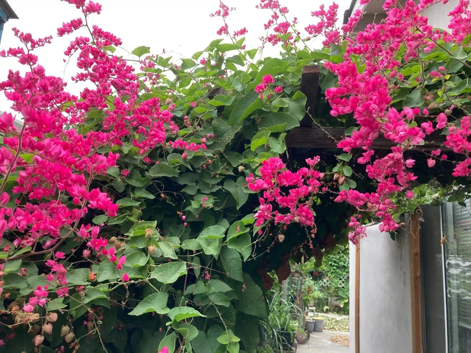 Coral Vine Seeds – Antigonon leptopus, “Mexican Love Vine,” Pink Creeper Flower