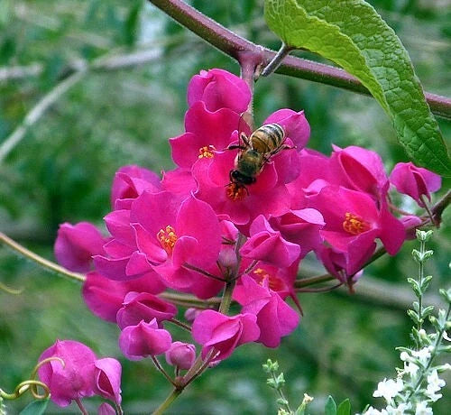 Coral Vine Seeds – Antigonon leptopus, “Mexican Love Vine,” Pink Creeper Flower