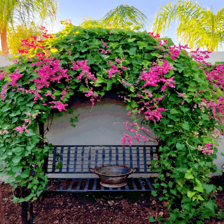 Coral Vine Seeds – Antigonon leptopus, “Mexican Love Vine,” Pink Creeper Flower