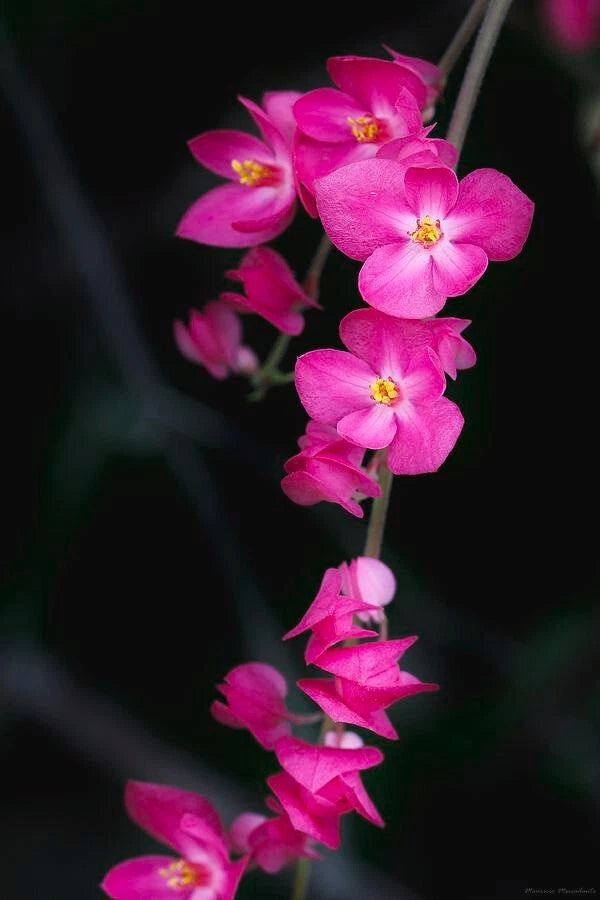 Coral Vine Seeds – Antigonon leptopus, “Mexican Love Vine,” Pink Creeper Flower