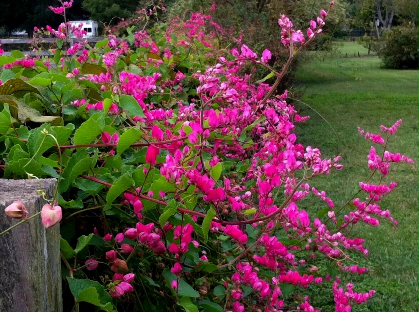 Coral Vine Seeds – Antigonon leptopus, “Mexican Love Vine,” Pink Creeper Flower