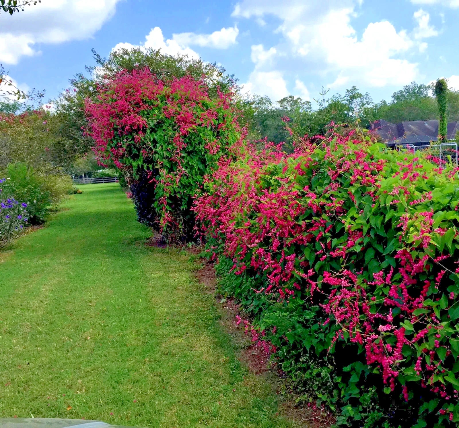 Coral Vine Seeds – Antigonon leptopus, “Mexican Love Vine,” Pink Creeper Flower