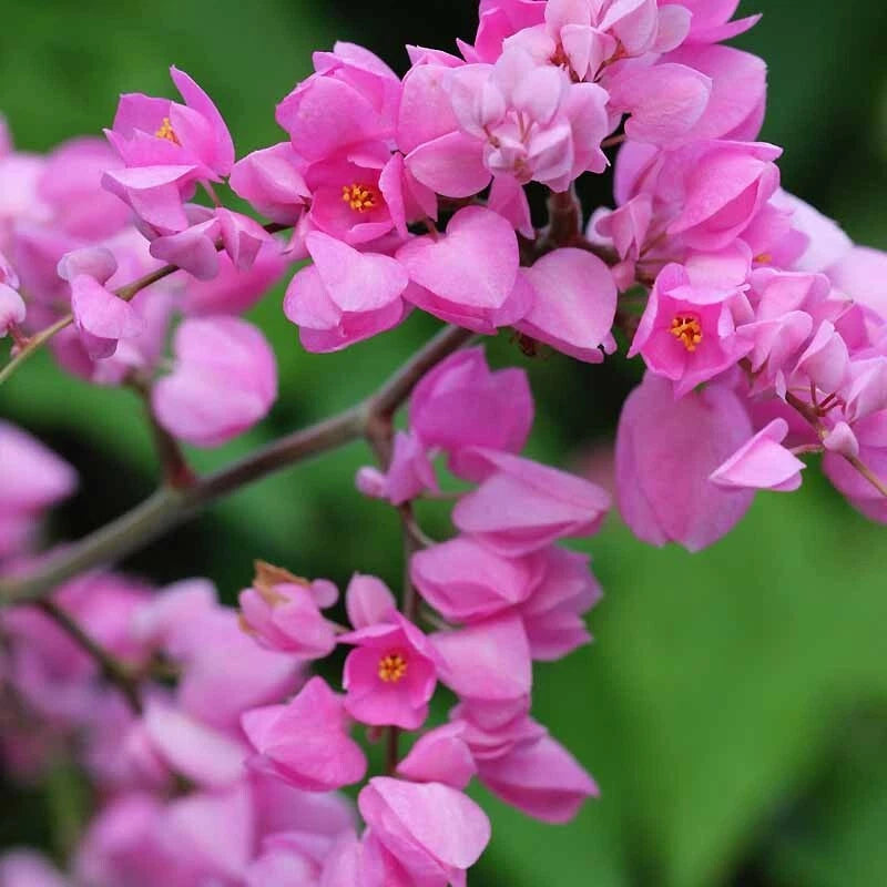 Coral Vine Seeds – Antigonon leptopus, “Mexican Love Vine,” Pink Creeper Flower