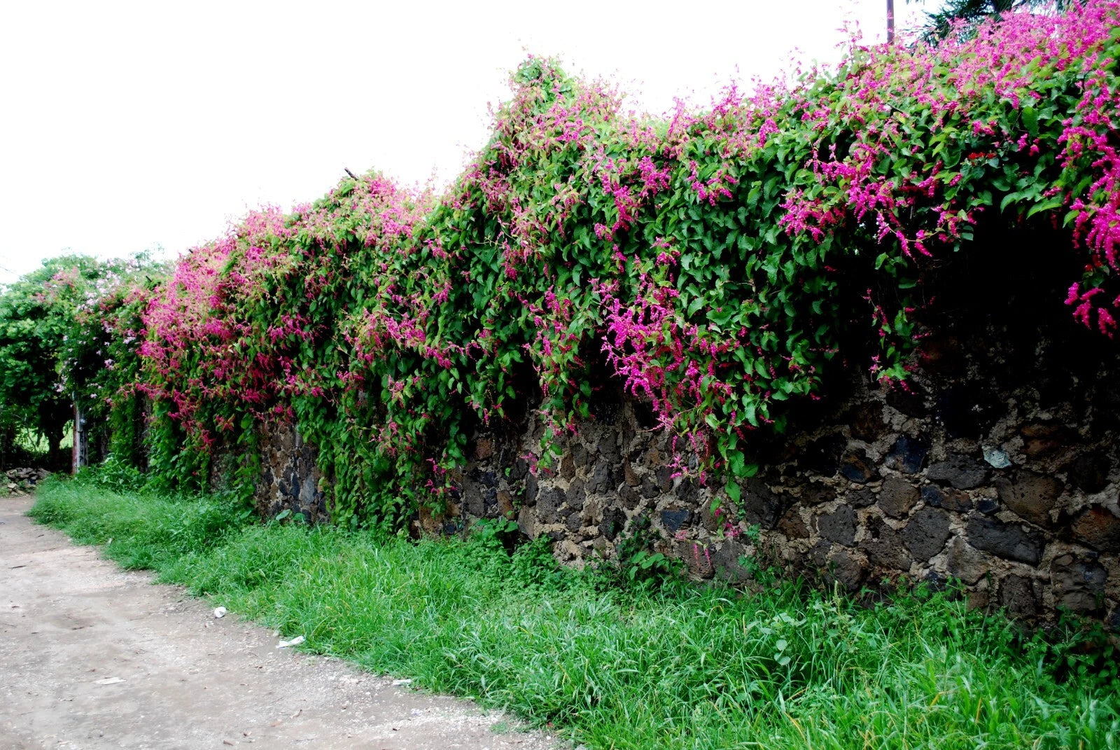 Coral Vine Seeds – Antigonon leptopus, “Mexican Love Vine,” Pink Creeper Flower