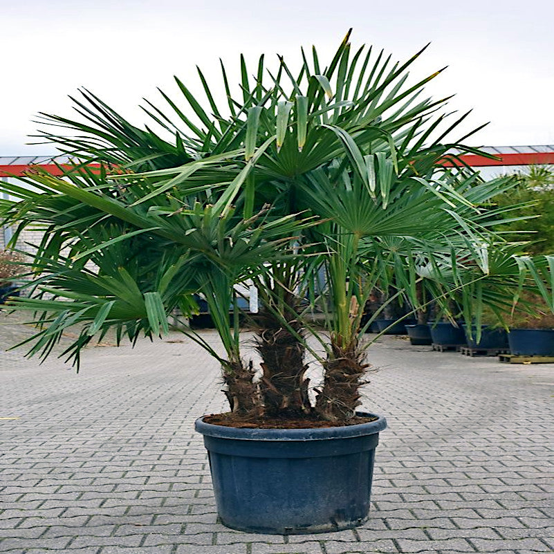 Windmill Fan Palm Tree Seeds – Trachycarpus fortunei, Cold Hardy Palm