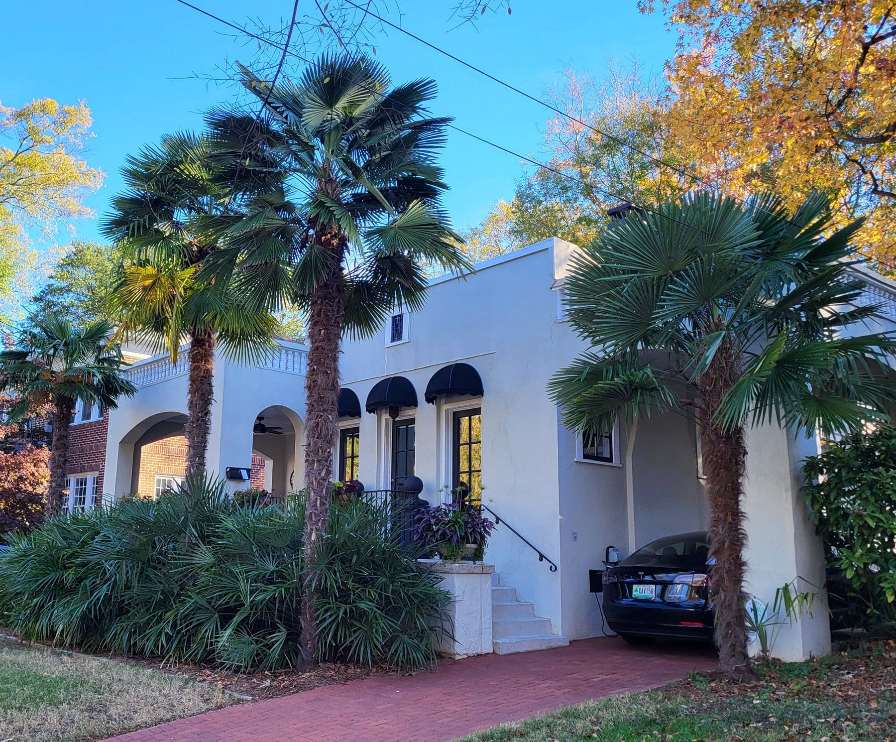 Windmill Fan Palm Tree Seeds – Trachycarpus fortunei, Cold Hardy Palm