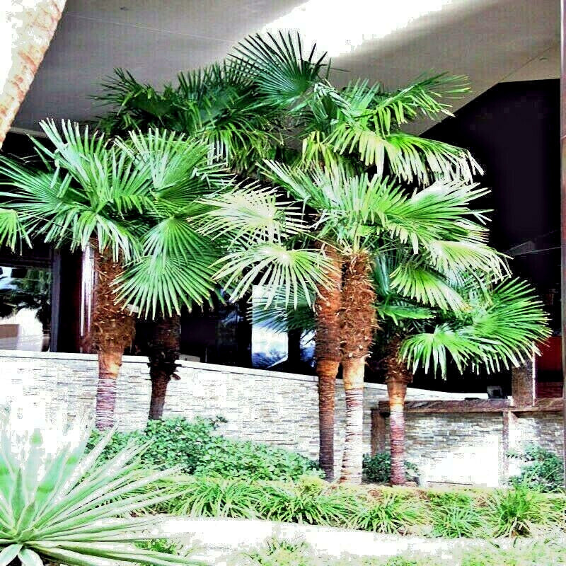 Windmill Fan Palm Tree Seeds – Trachycarpus fortunei, Cold Hardy Palm
