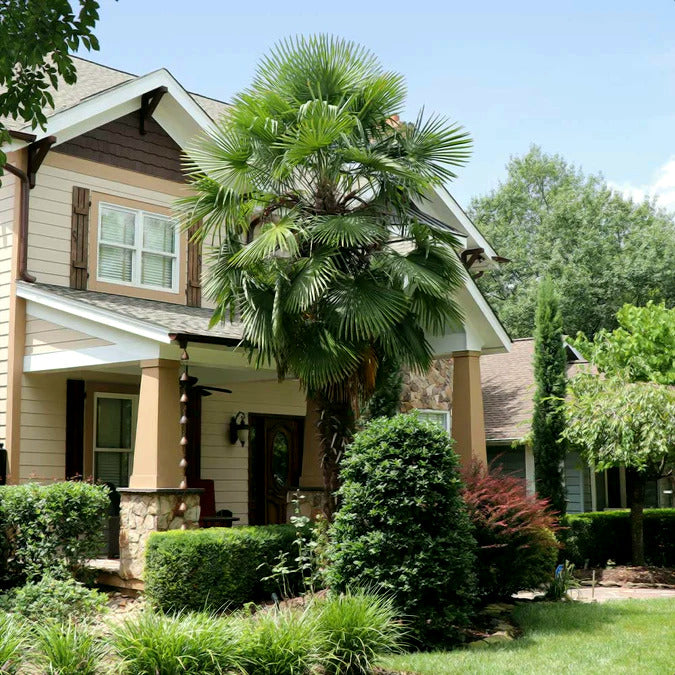Windmill Fan Palm Tree Seeds – Trachycarpus fortunei, Cold Hardy Palm