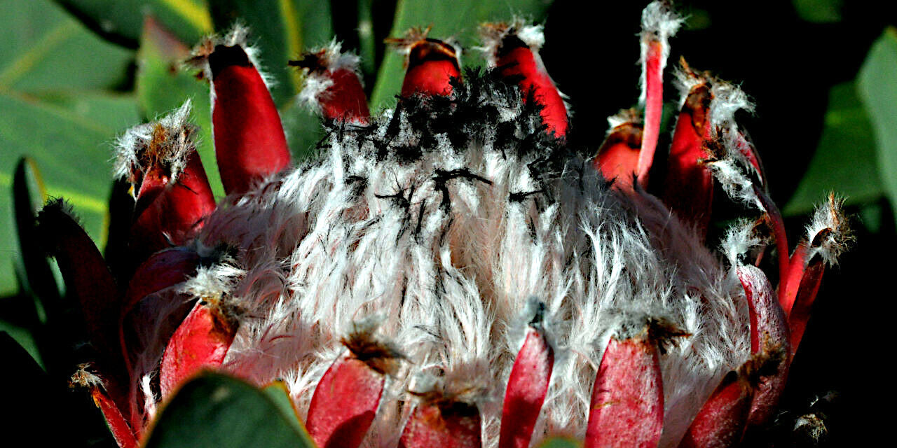 Queen (Protea magnifica) Seeds Rare South African "Woolly Beard" Flower
