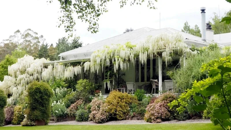 House with white wisteria climbing over the roof, surrounded by greenery.