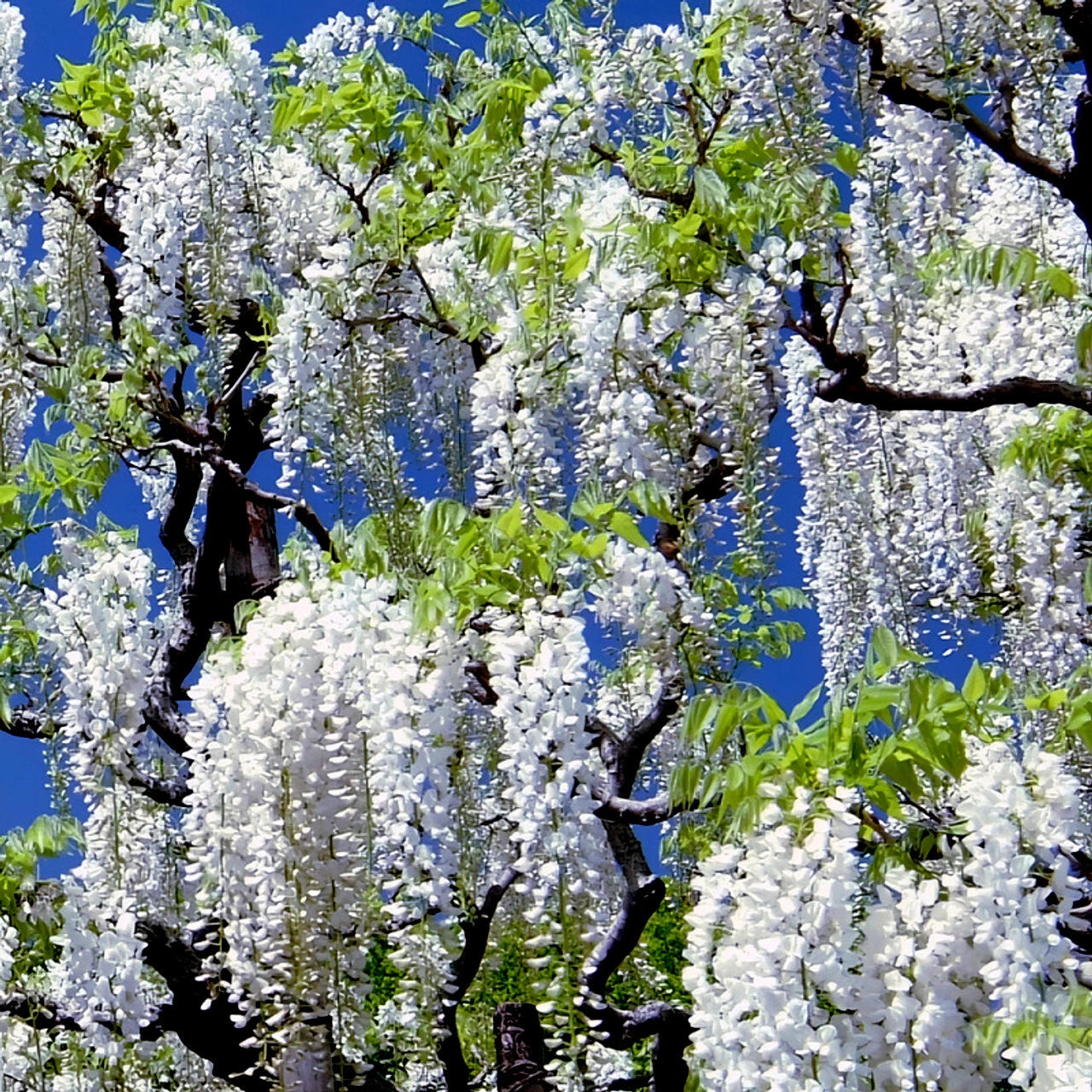 White wisteria flowers hanging from a tree against a blue sky