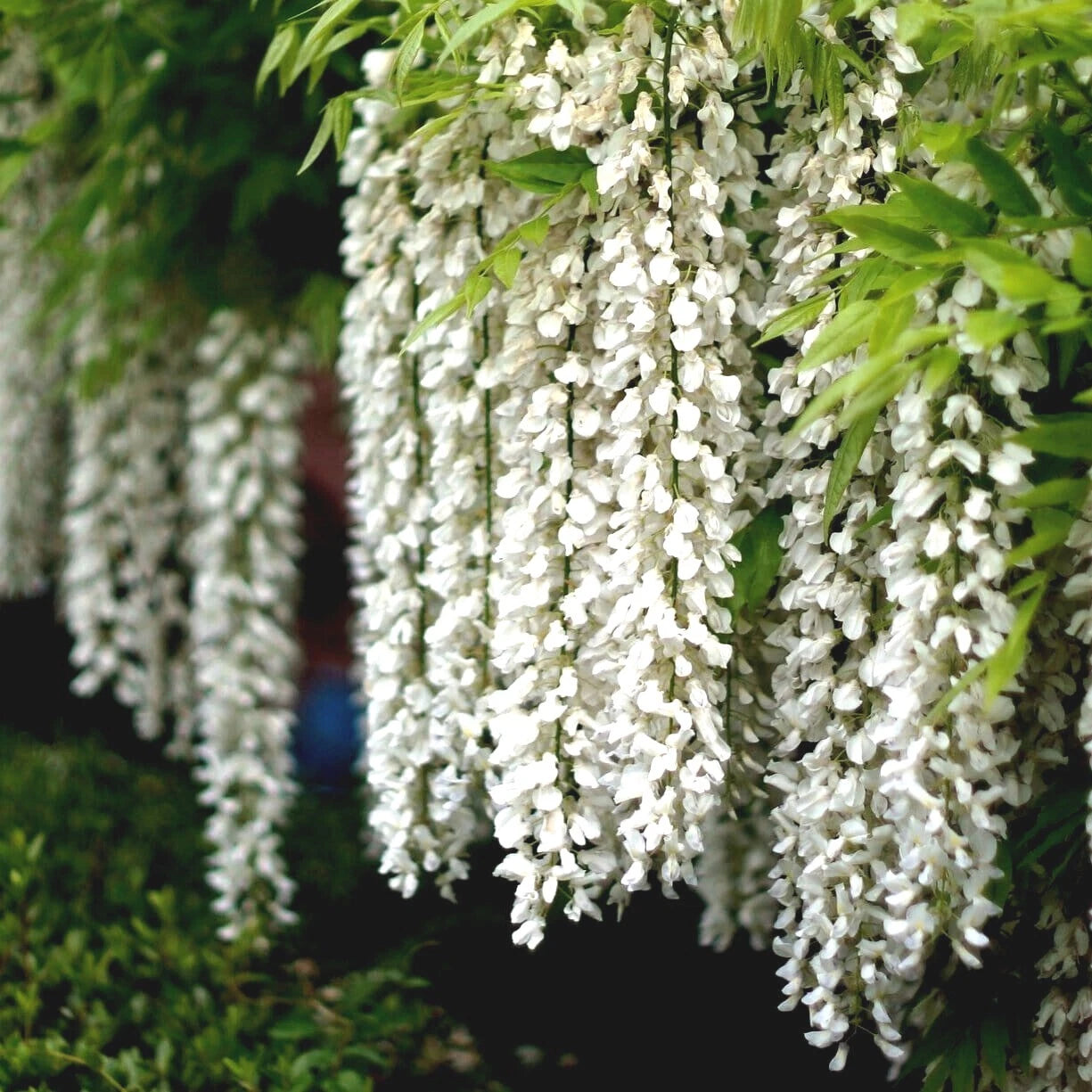 White wisteria tree flowers hanging from a tree with green leaves.