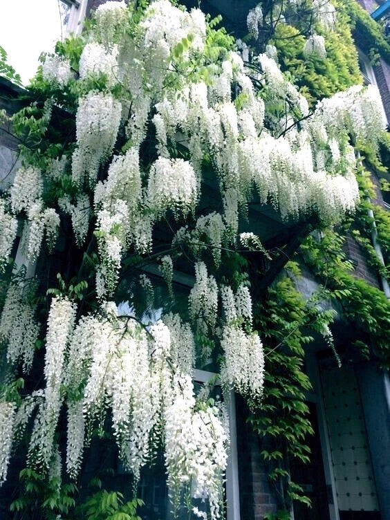 White wisteria flowers hanging from a tree