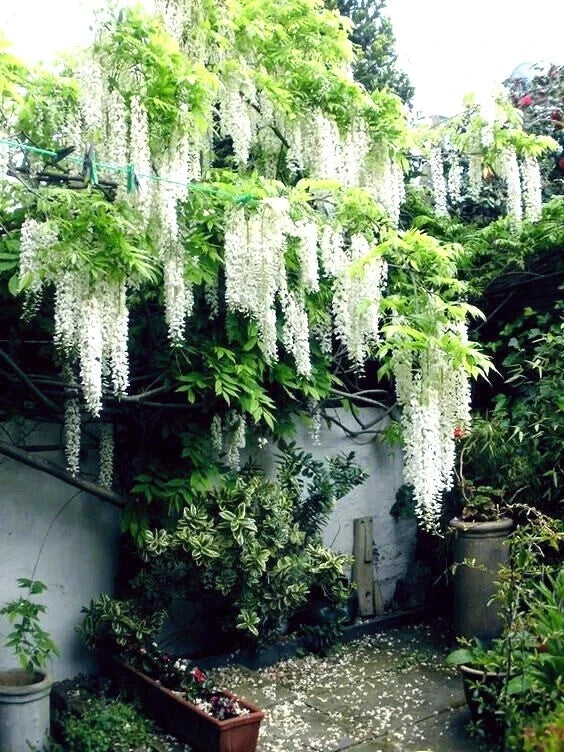 White wisteria flowers cascading over a white wall in a garden setting.