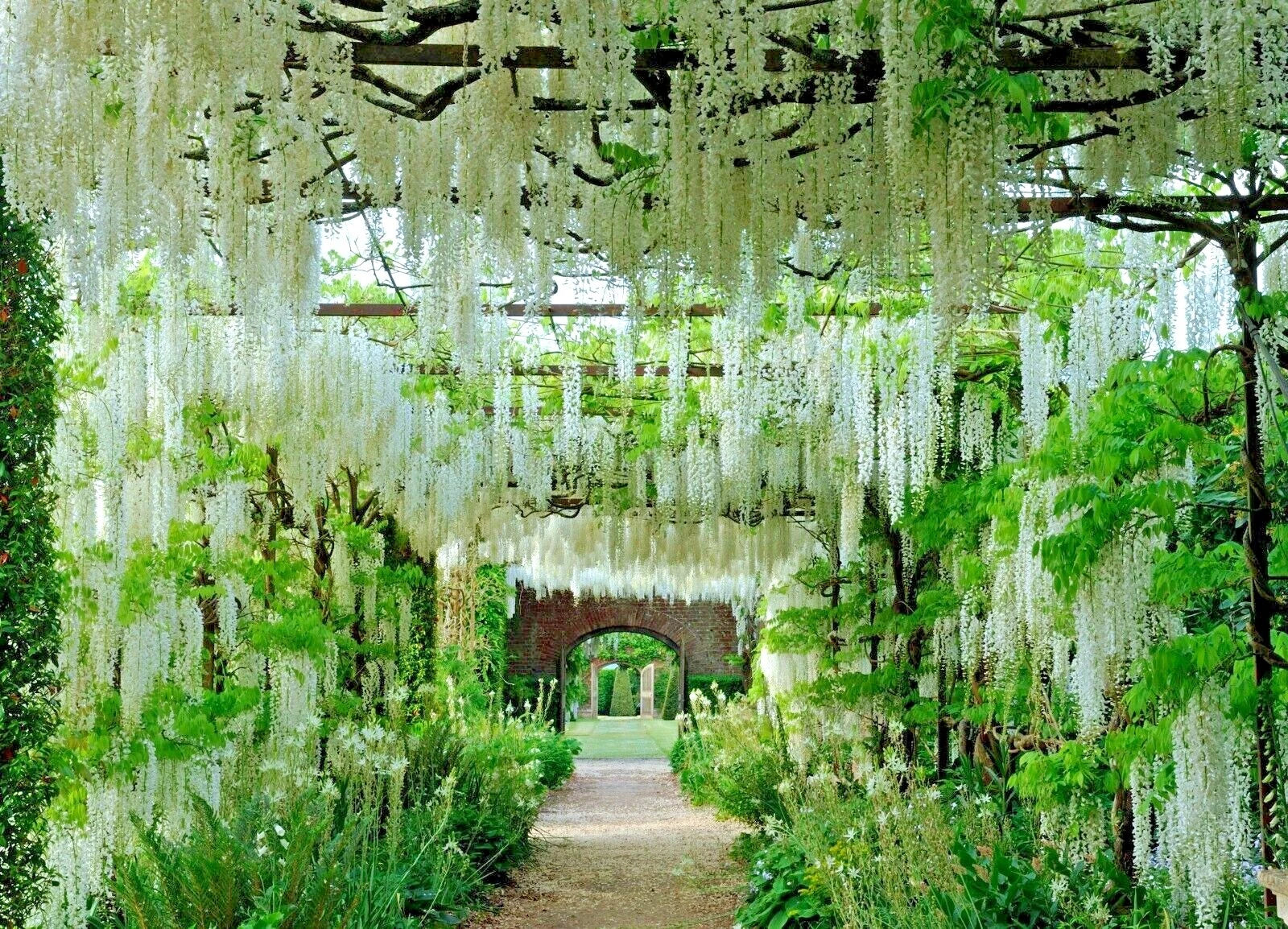 Garden pathway under a canopy of white wisteria flowers