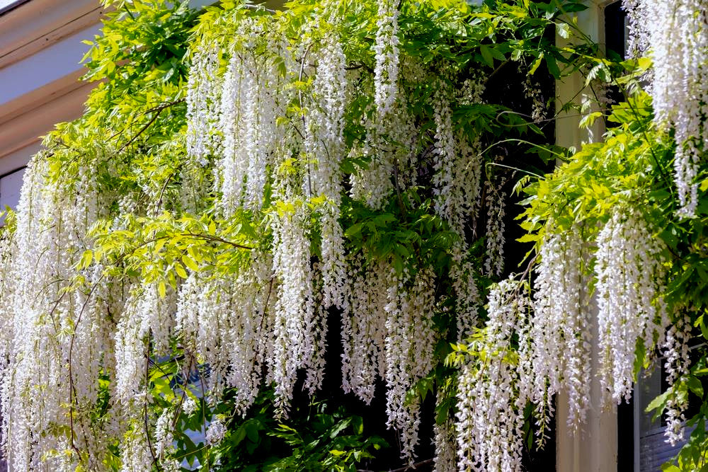 White wisteria flowers hanging from a tree