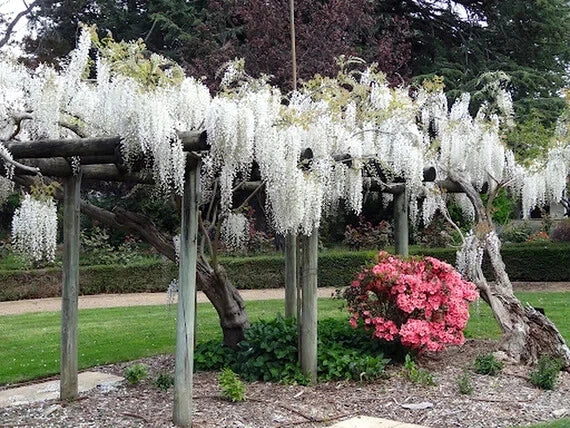 Floral arbor with white wisteria vine flowers and pink bush in a garden setting