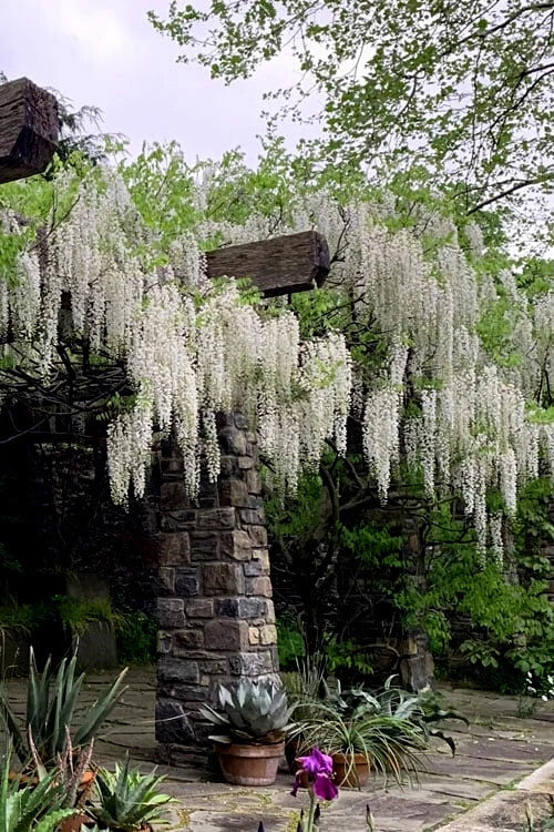 White wisteria flowers cascading over a stone structure in a garden setting.