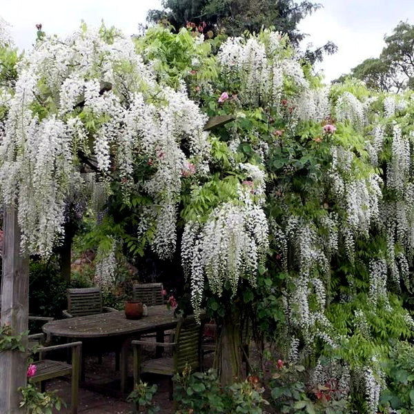White wisteria tree flowers cascading over a wooden pergola in a garden setting.