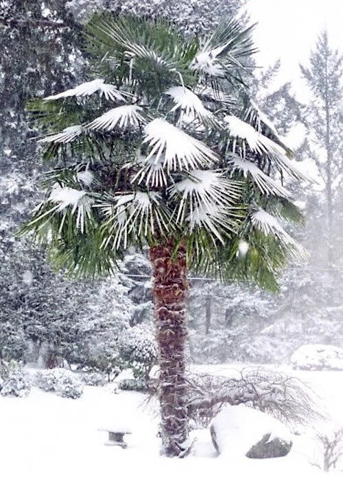 Windmill Fan Palm Tree Seeds – Trachycarpus fortunei, Cold Hardy Palm