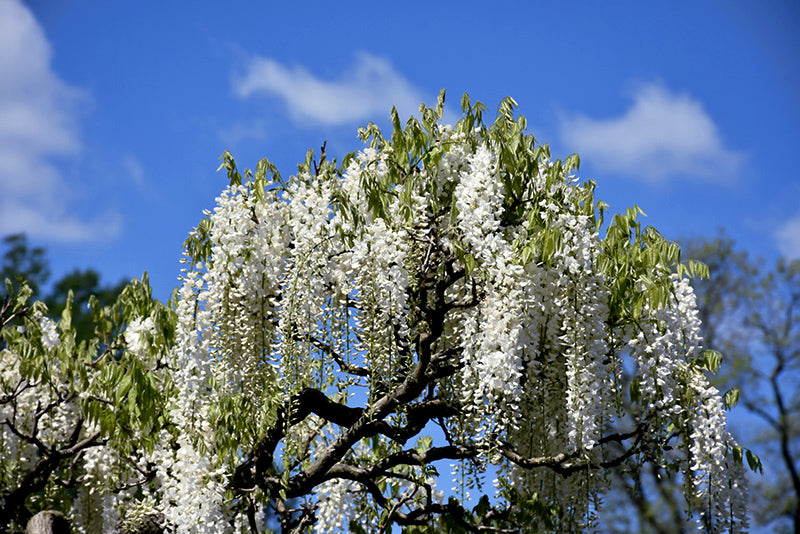 White flowering wisteria tree against a blue sky with scattered clouds